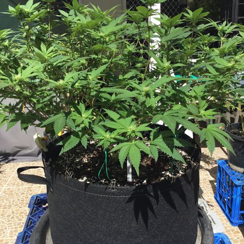 Somango Clones #2 Queenie growlog timeline photo