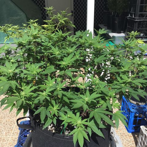 Somango Clones #2 Queenie growlog timeline photo