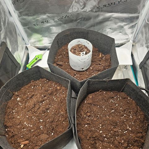 Apple Fritter growlog photo: Umzug überstanden 