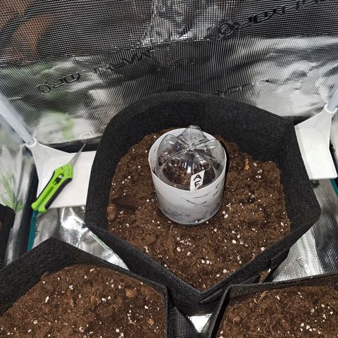 Apple Fritter growlog photo: Nochmal etwas gegossen und Haube drüber gesetzt
