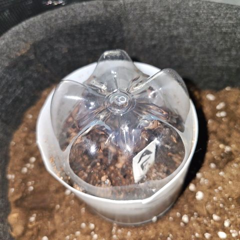 Apple Fritter growlog timeline photo