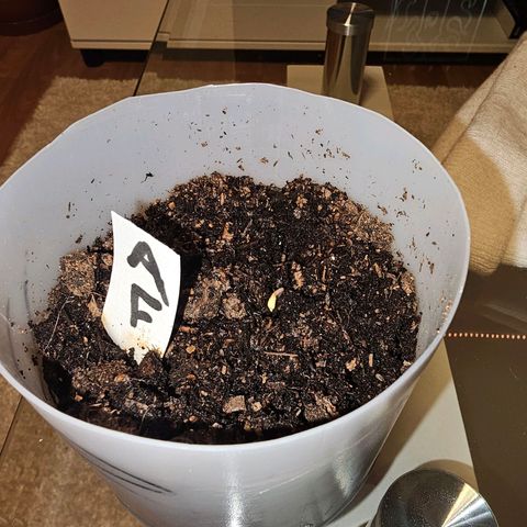 Apple Fritter growlog photo: Tag 1 Sämling guckt aus der Erde 