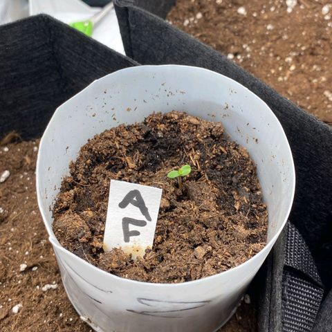 Apple Fritter growlog photo: Keimblätter sind deutlich Sichtbar