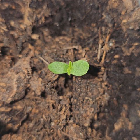 Apple Fritter growlog timeline photo