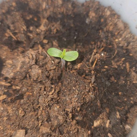 Apple Fritter growlog timeline photo