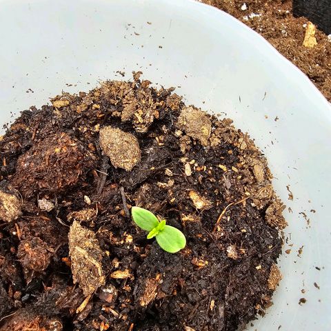 Apple Fritter growlog photo: Leider nach den gießen eingeschlafen und bis 14 Uhr im Bad vergessen 😪