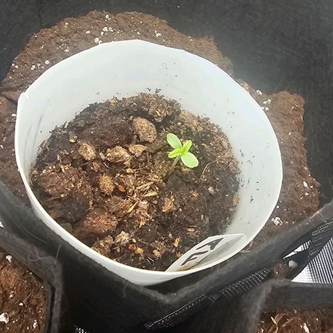 Apple Fritter growlog photo: 1. Blattpaar bildet sich (deutlich)