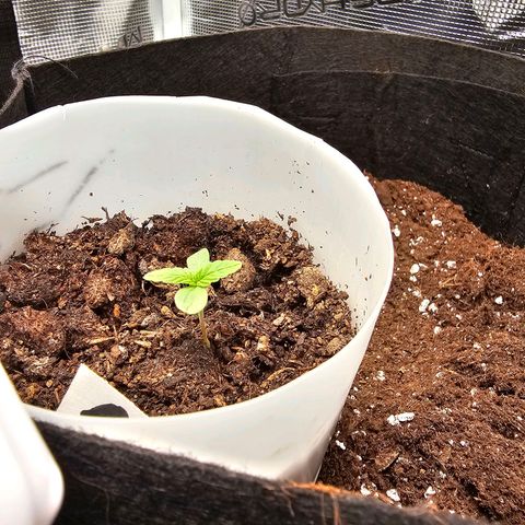 Apple Fritter growlog timeline photo