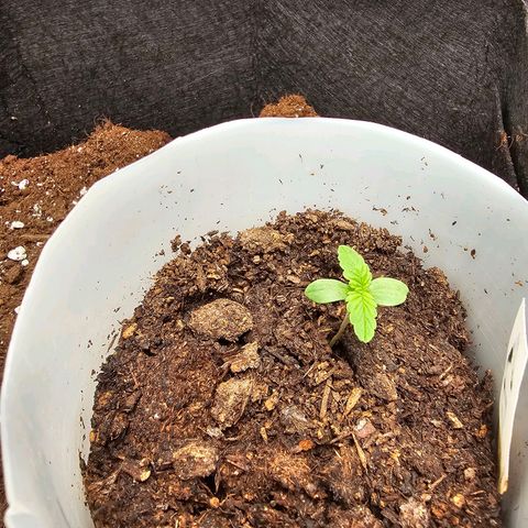 Apple Fritter growlog timeline photo