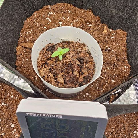 Apple Fritter growlog timeline photo