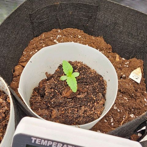 Apple Fritter growlog timeline photo