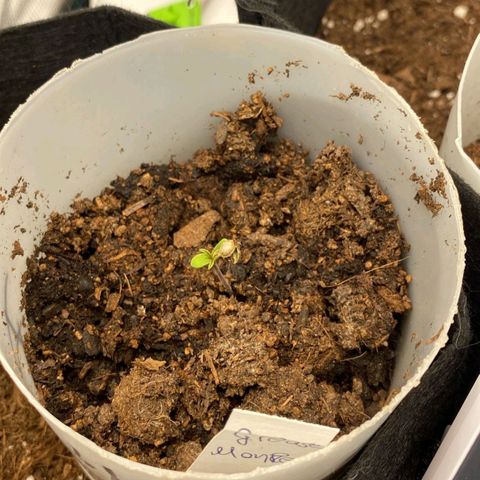 Grease Monkey Auto growlog photo: Tag 1 Sämling guckt raus 