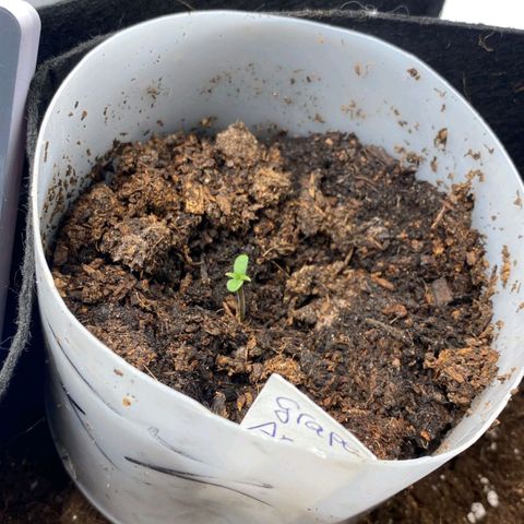 Grape Ape Auto growlog photo: Tag 1 Sämling guckt raus