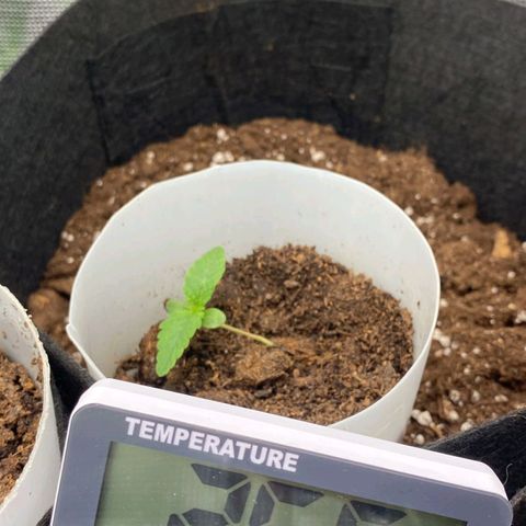 Apple Fritter growlog photo: Apple fritter wächst schräg zur Seite 