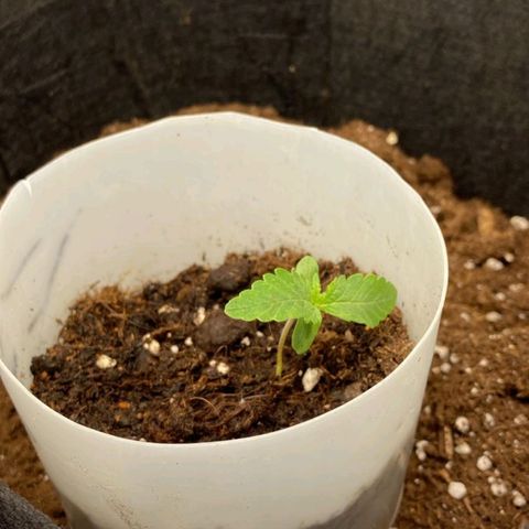 Apple Fritter growlog photo: Gegossen und stiel gerade gerichtet 