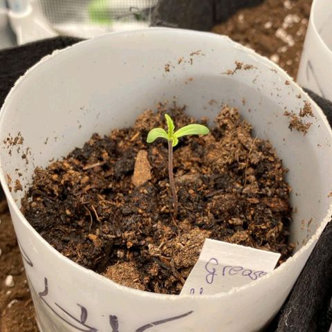 Grease Monkey Auto growlog photo: Gegossen 