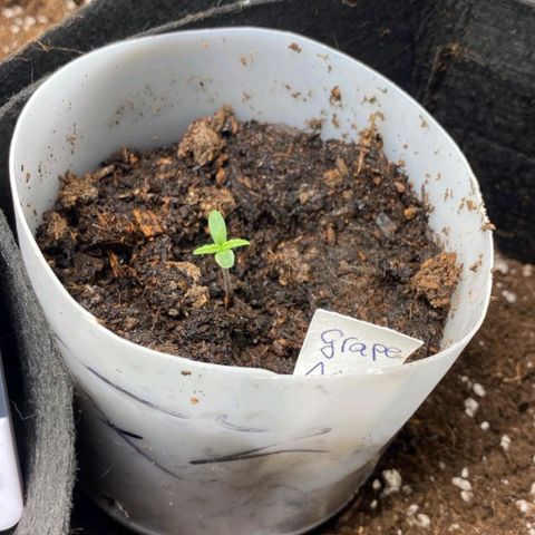 Grape Ape Auto growlog photo: Gegossen (Aufgefallen ist das der F1 auto seed als sämling einen deutlich dickeren Stiel aufweist)