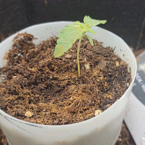 Apple Fritter growlog photo: etwas Zimt gegen Trauermücken in die Töpfe gestreut 

Blätter richten sich langsam wieder gerade auf 