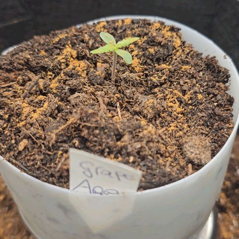Grape Ape Auto growlog photo: etwas Zimt gegen Trauermücken in die Töpfe gestreut 