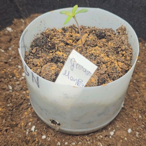 Grease Monkey Auto growlog photo: etwas Zimt gegen Trauermücken in die Töpfe gestreut 