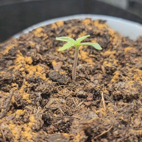 Grape Ape Auto growlog photo: Vorsichtig mit einem Wattestäbchen den restlichen Zimt von den Blättern gewischt 