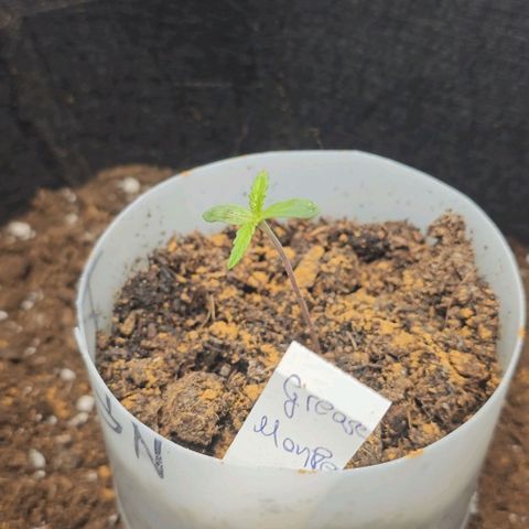 Grease Monkey Auto growlog photo: Vorsichtig mit einem Wattestäbchen den restlichen Zimt von den Blättern gewischt 