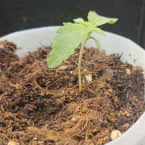 Apple Fritter growlog photo: Vorsichtig mit einem Wattestäbchen den restlichen Zimt von den Blättern gewischt 