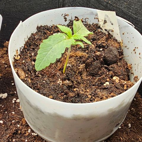 Apple Fritter growlog photo: Gegossen 