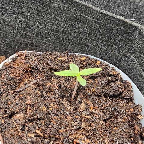 Grape Ape Auto growlog photo: Gegossen 