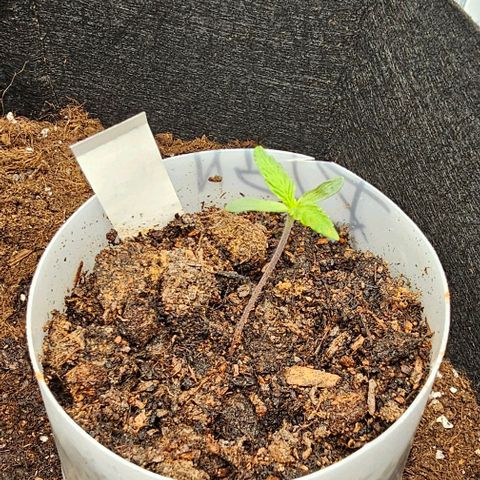 Grease Monkey Auto growlog photo: Gegossen 