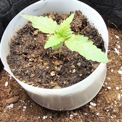 Apple Fritter growlog timeline photo