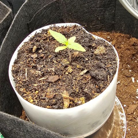 Grape Ape Auto growlog timeline photo