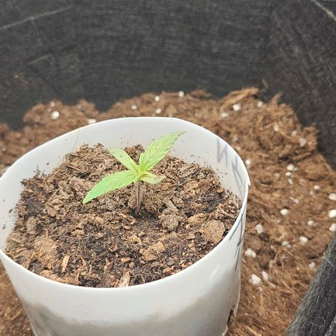 Grease Monkey Auto growlog timeline photo