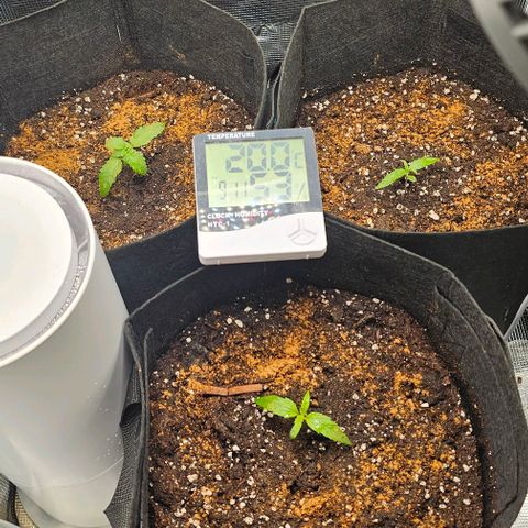 Grease Monkey Auto growlog photo: Umgepflanzt und komplett Gewässerschutz 