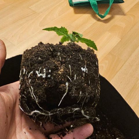 Apple Fritter growlog photo: Wurzeln der Appelfritter