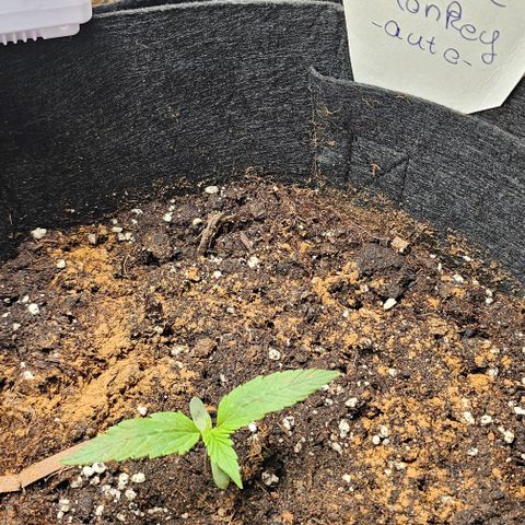 Grease Monkey Auto growlog photo: Der umtopf unfall mit dem Hygrometer wurde anscheinend als nicht so schlimm hingenommen 