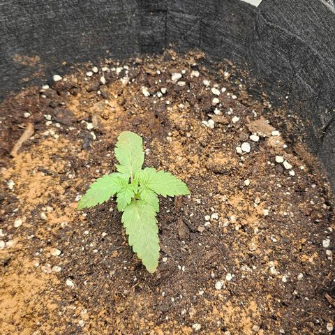 Apple Fritter growlog timeline photo