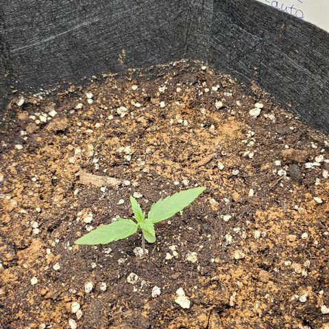 Grape Ape Auto growlog timeline photo