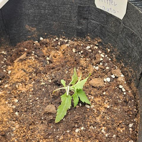Apple Fritter growlog photo: Lst Beginn 