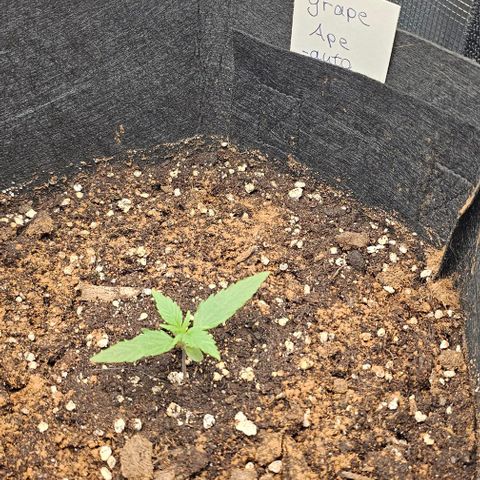 Grape Ape Auto growlog timeline photo