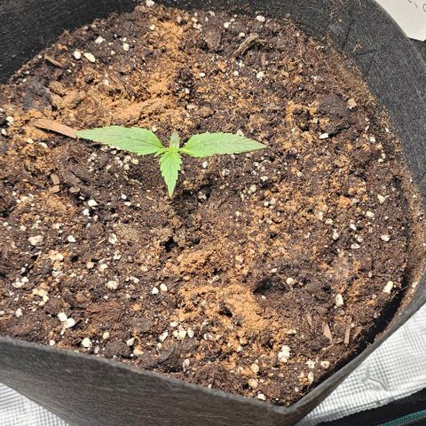 Grease Monkey Auto growlog timeline photo