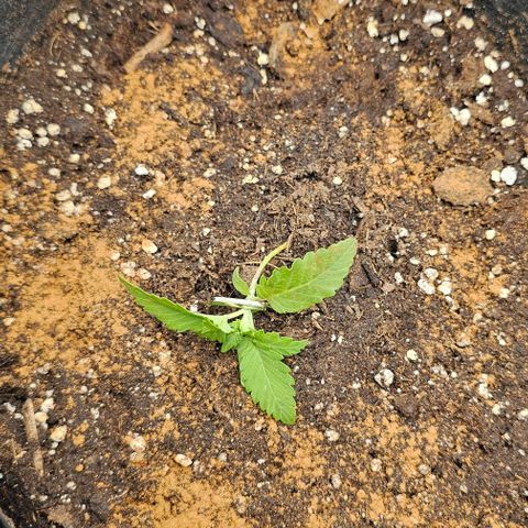 Apple Fritter growlog photo: Neue richtung