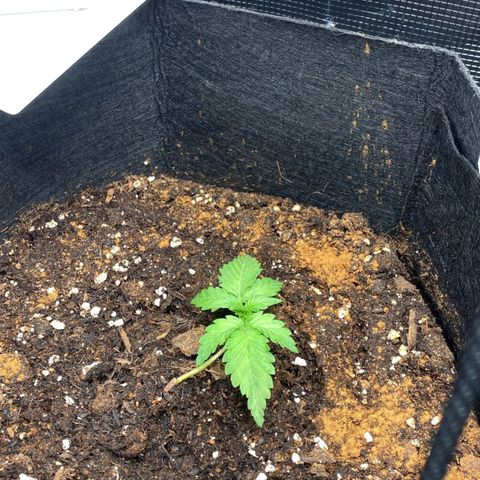Apple Fritter growlog timeline photo