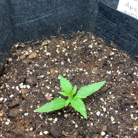 Grape Ape Auto growlog timeline photo