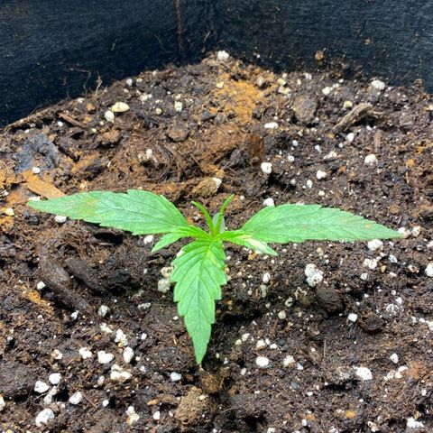 Grease Monkey Auto growlog timeline photo