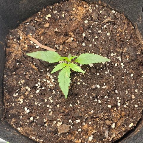 Grease Monkey Auto growlog timeline photo