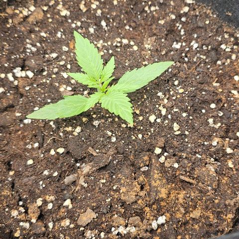 Grape Ape Auto growlog timeline photo
