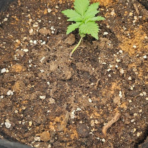 Apple Fritter growlog photo: Le8der viel zu früh probiert LST anzufangen aber trotzdem gut am wieder aufstellen 
Jetzt warten zum dritten blattpaar und dann "richtig" mit dem LST beginnen 
(Leider habe ich ungeduldig und die ersten 2 Blätter nach den keinblättern entfernt) 