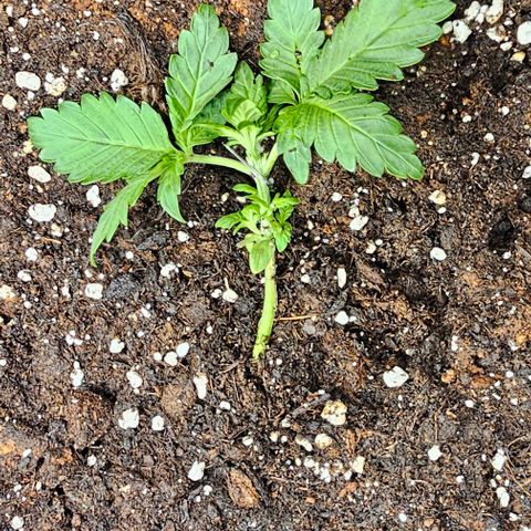 Apple Fritter growlog photo: Lst fortgesetzt/"angefangen"
Trotz ungeduldigkeits Fehler gut weiter gewachsen 
-Frei geschnitten 
