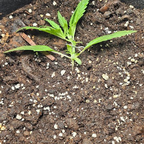 Grease Monkey Auto growlog photo: Lst Begonnen und 2. Blatt von dem bereits beschädigtem paar entfernt um Licht zu gewähren 